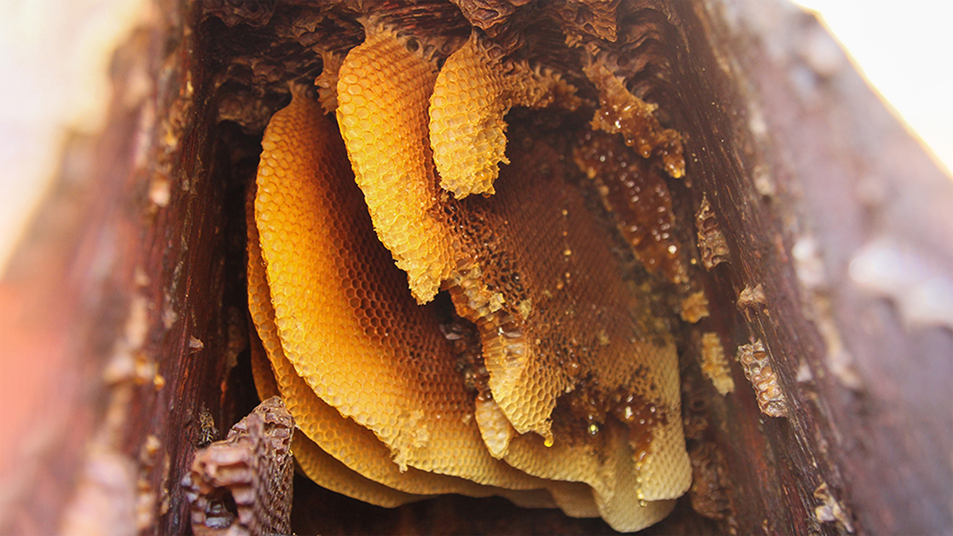 Wild honey: a concise history of Ukrainian honey farming