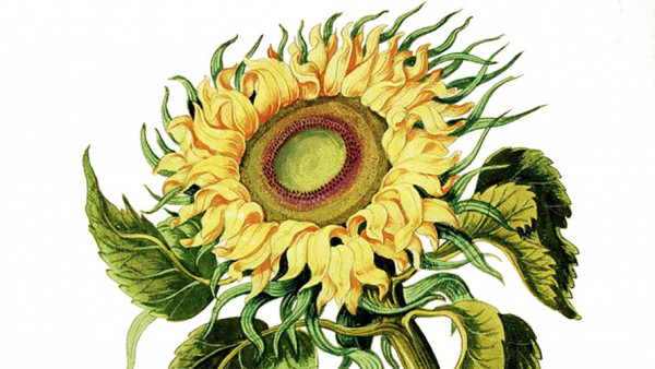 The not-so-common sunflower